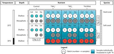 Dissolved Nitrogen Acquisition in the Symbioses of Soft and Hard Corals With Symbiodiniaceae: A Key to Understanding Their Different Nutritional Strategies?